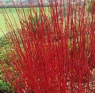CORNUS ALBA SIBERICA
